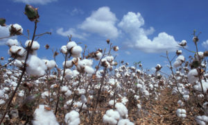 U.S. Cotton Trust Protocol traccia 3 milioni di chili