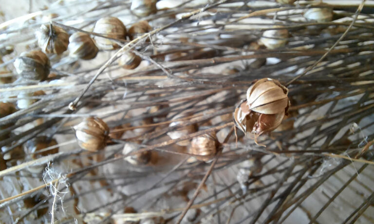 Fibra di lino