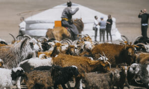 Cashmere mongolo